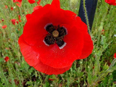 Poppy & seed - The pollen of the oriental poppy, Papaver orientale, is dark blue. The pollen of the field poppy or corn poppy (Papaver rhoeas) is dark blue to grey. Bees use poppies for their pollen. The opium poppy, Papaver somniferum, is grown for opium, opiates or seeds to be used in cooking and baking. Gallery